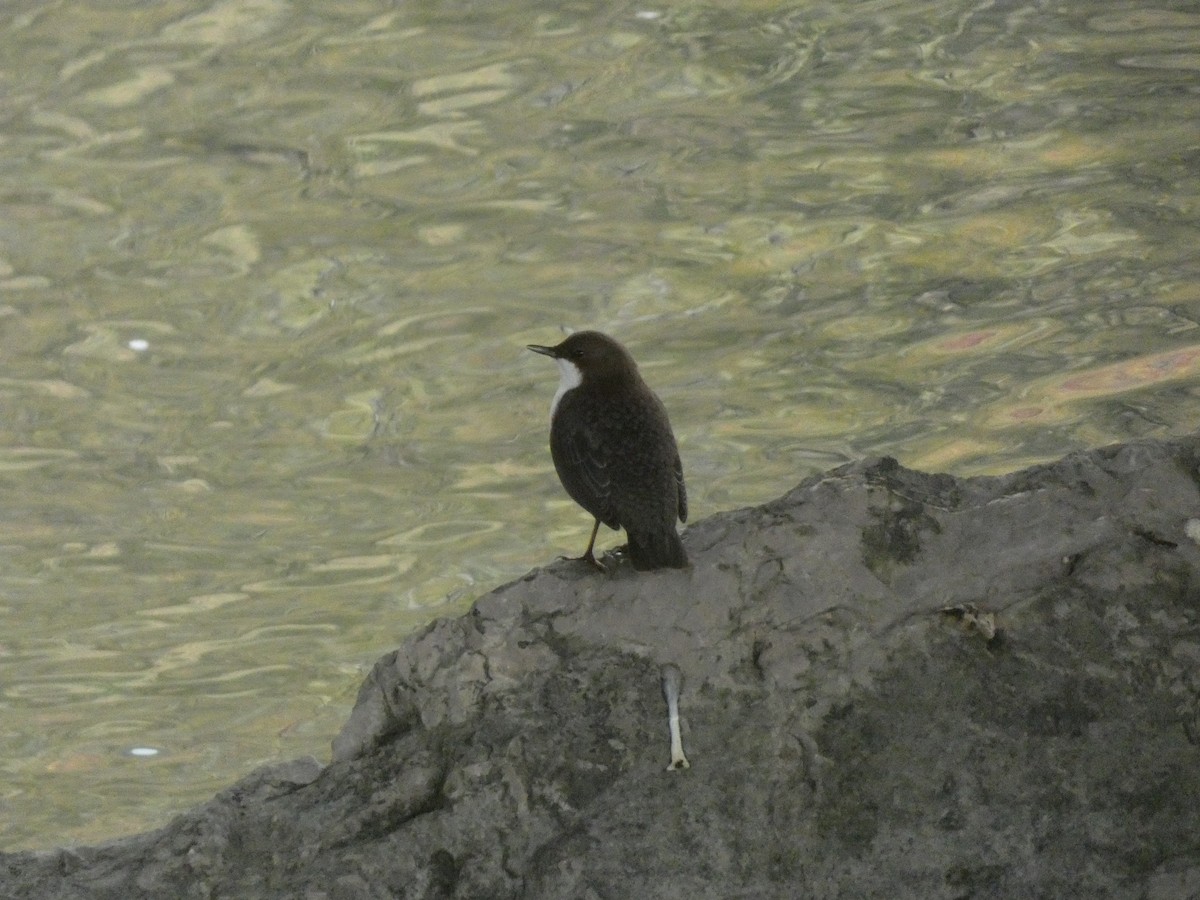 White-throated Dipper - ML643814948