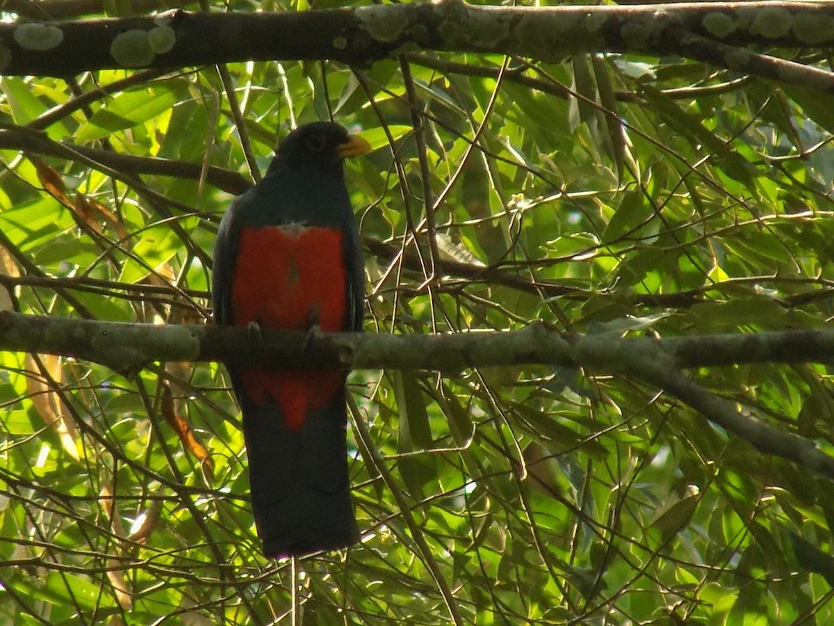 Black-tailed Trogon - ML643814953