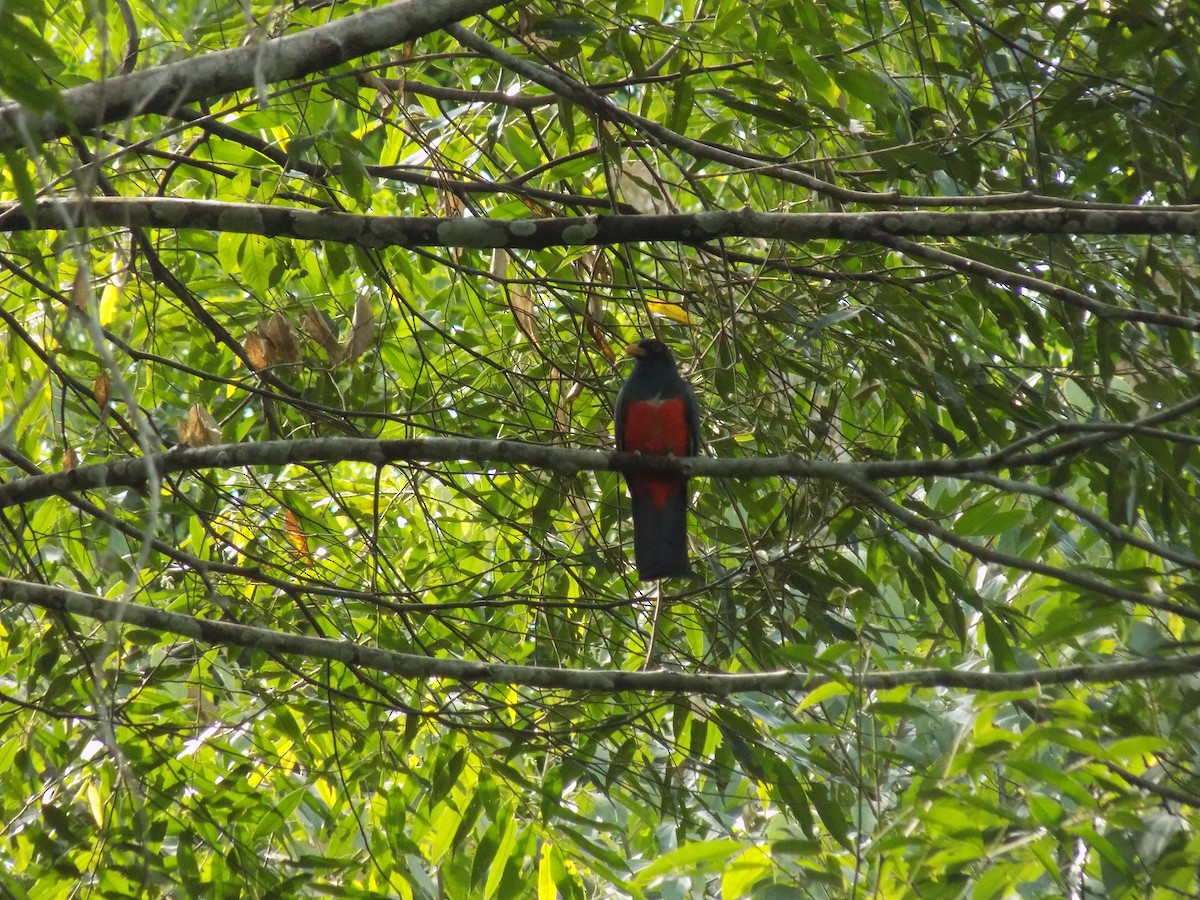Black-tailed Trogon - ML643814954