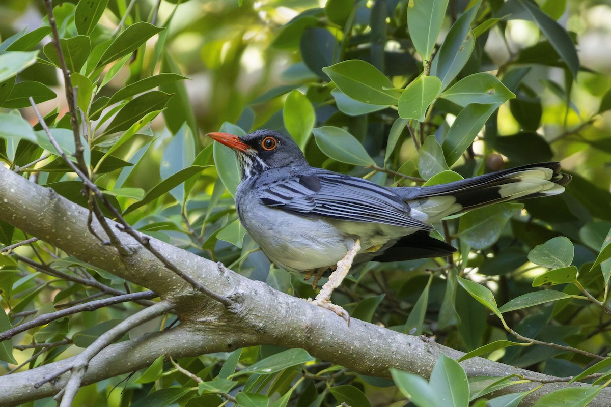 Eastern Red-legged Thrush - ML643814962