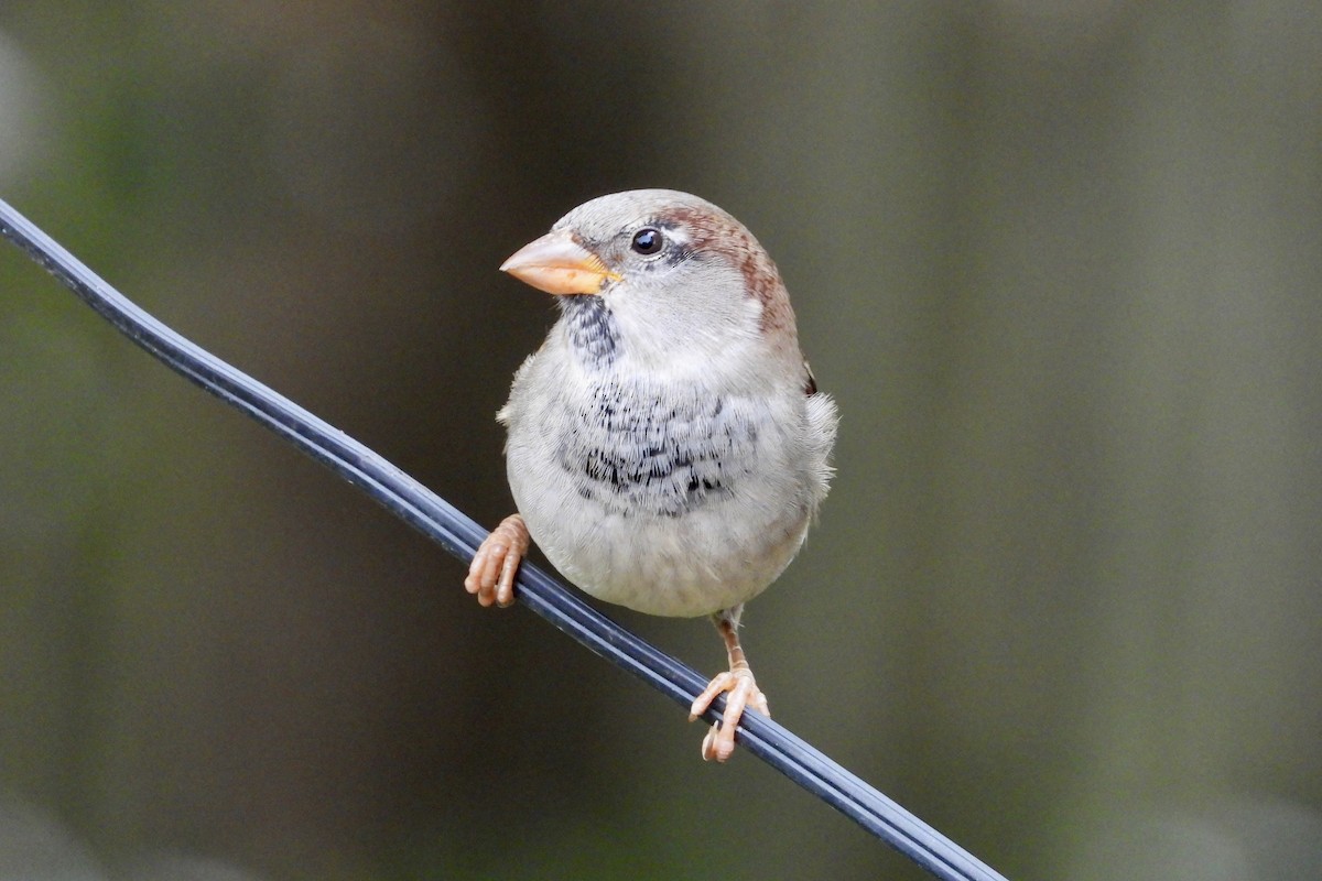 House Sparrow - ML643814964