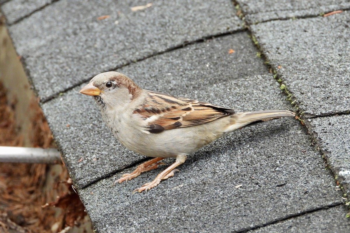 House Sparrow - ML643814965