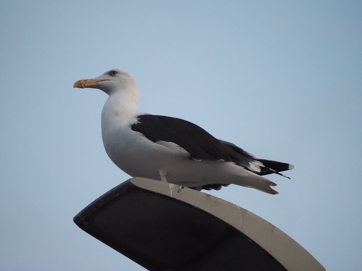 Great Black-backed Gull - ML643814966