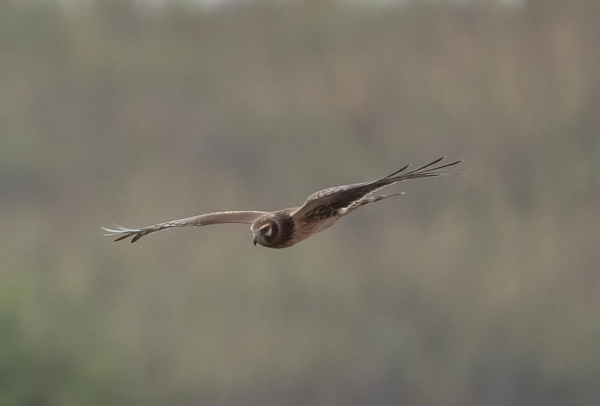 Northern Harrier - ML643814979