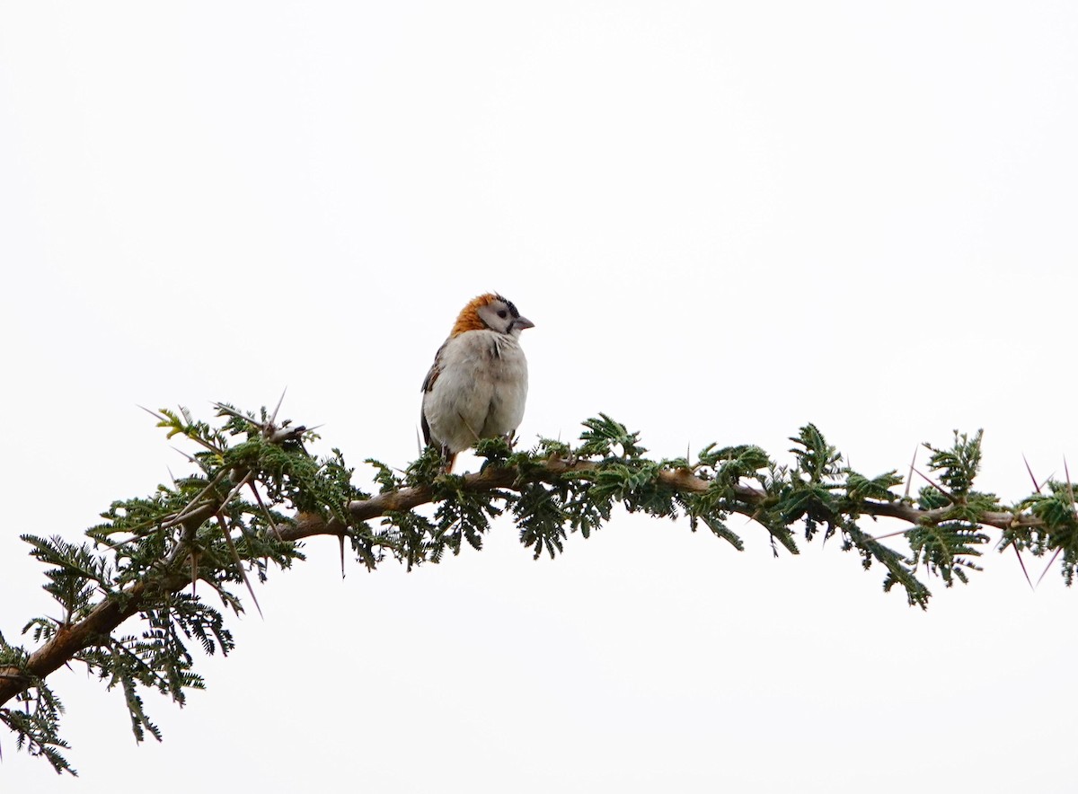 Speckle-fronted Weaver - ML643814984