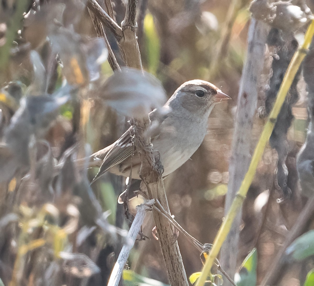 White-crowned Sparrow - ML643814985