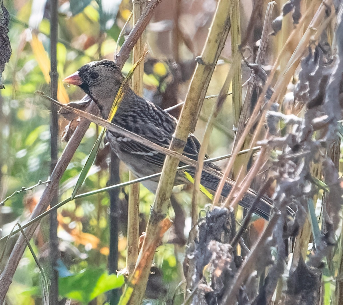 Harris's Sparrow - ML643814989