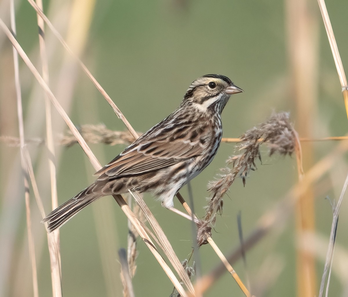 Savannah Sparrow - ML643814994