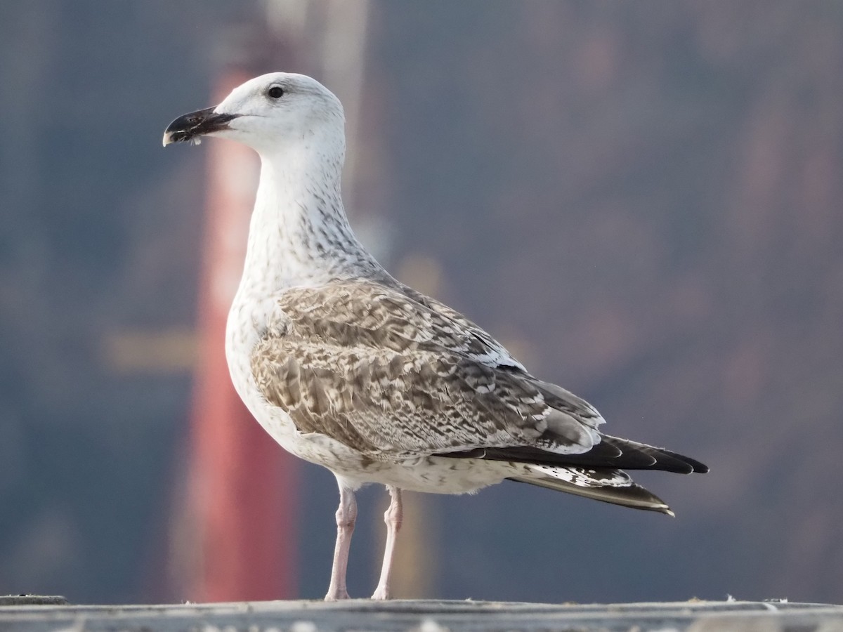 Great Black-backed Gull - ML643814995