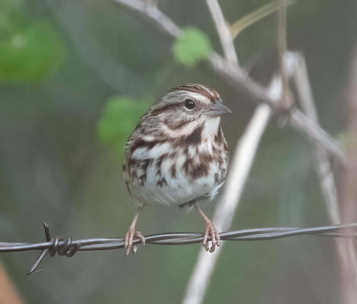 Song Sparrow - ML643815003
