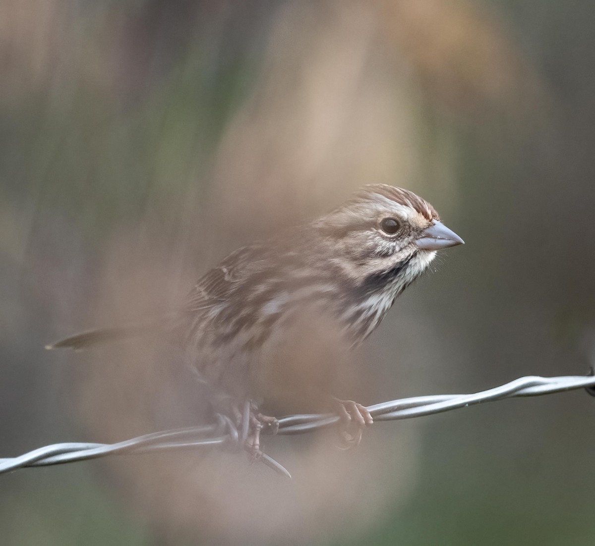 Song Sparrow - ML643815004