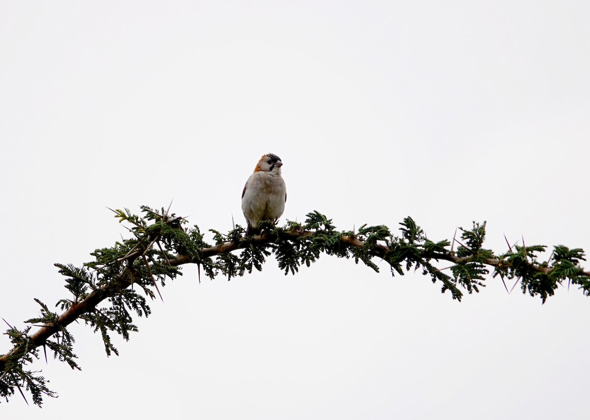 Speckle-fronted Weaver - ML643815006