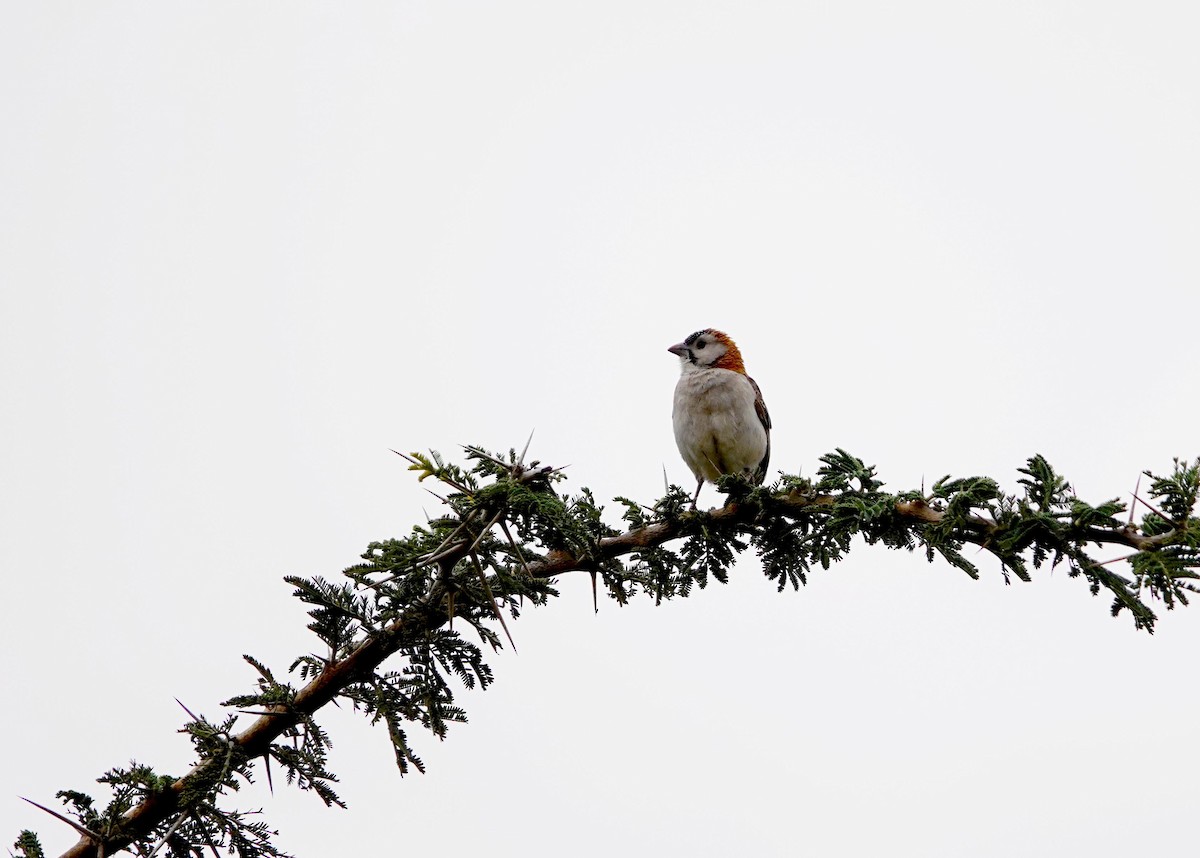 Speckle-fronted Weaver - ML643815007