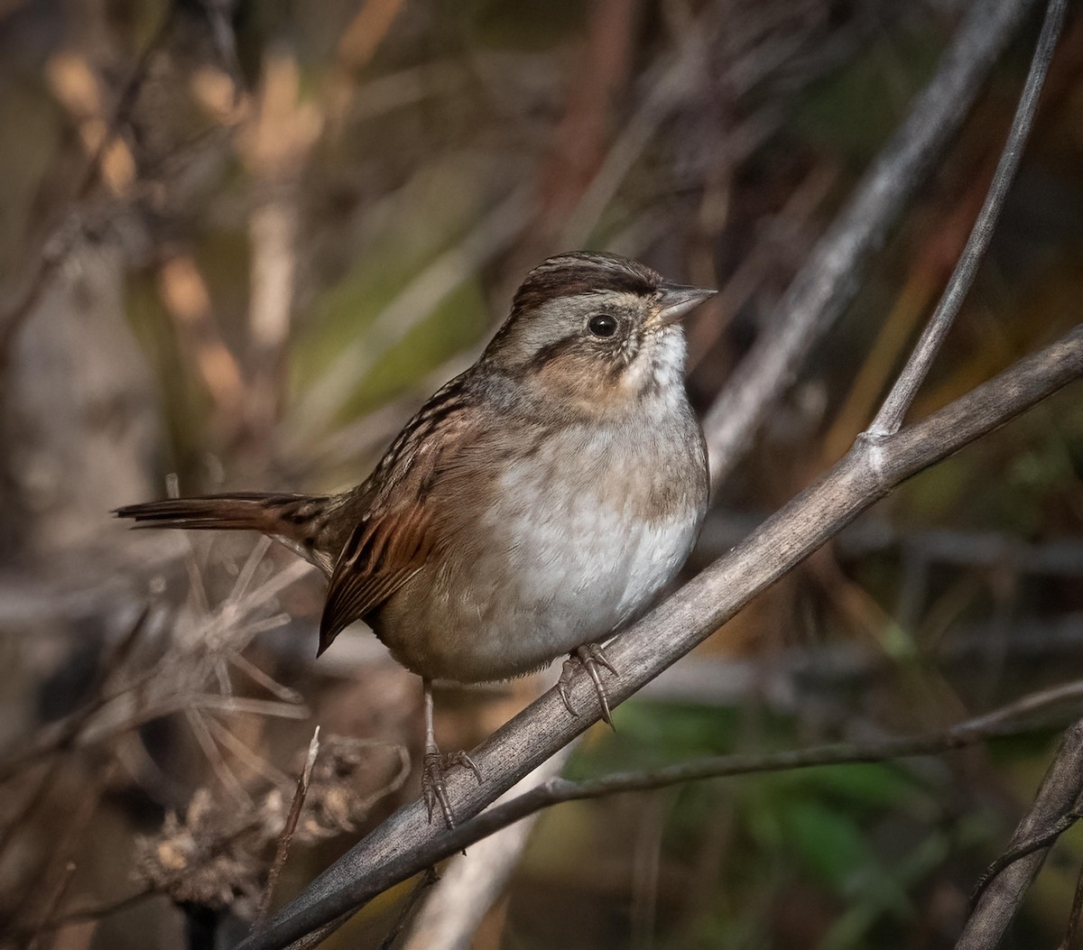 Swamp Sparrow - ML643815009
