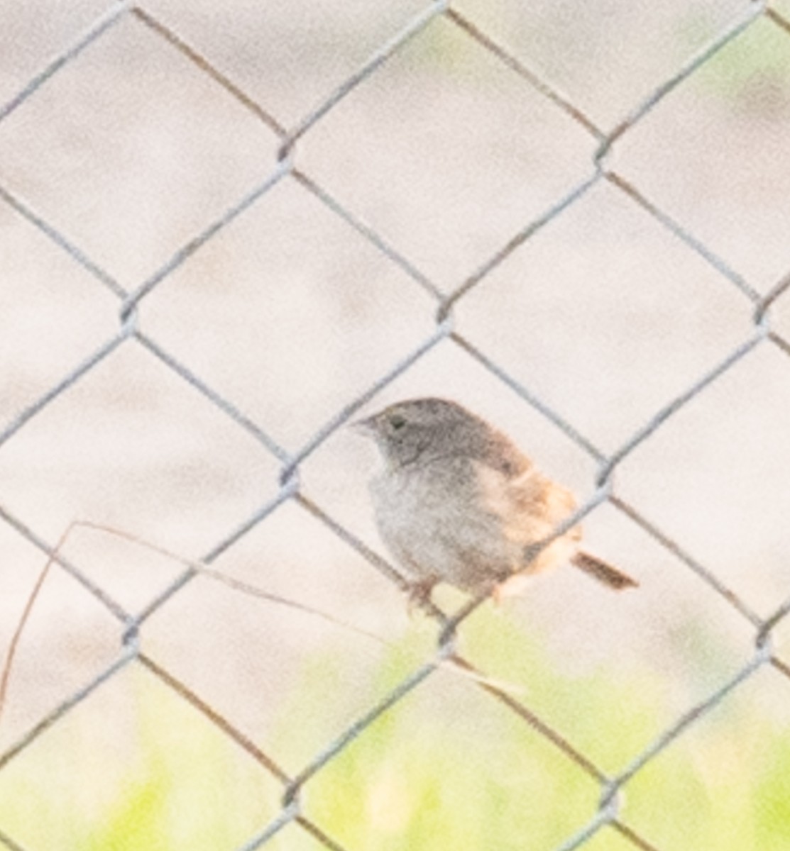 Grassland Sparrow - ML643815027