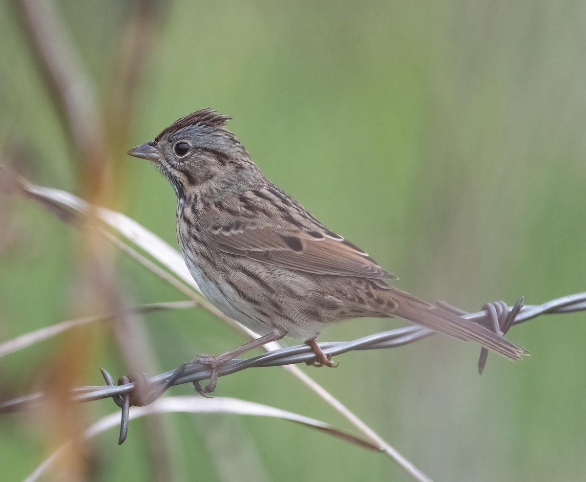 Lincoln's Sparrow - ML643815053