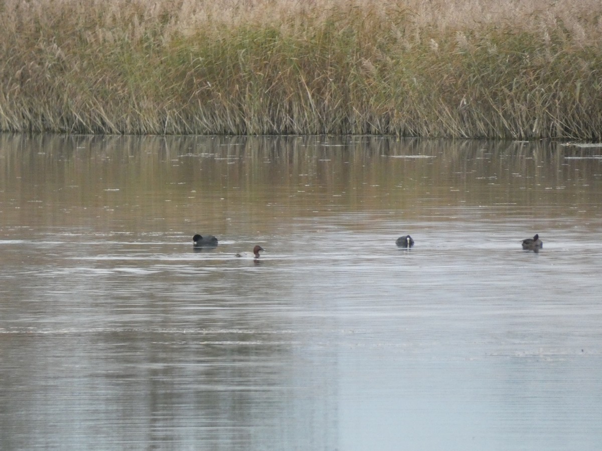 Common Pochard - ML643815059