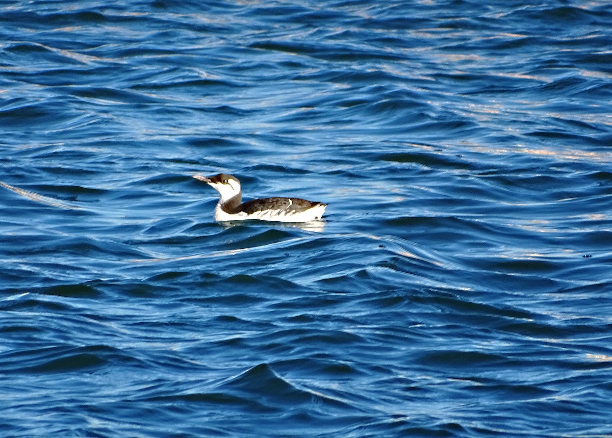 Common Murre - ML643815112
