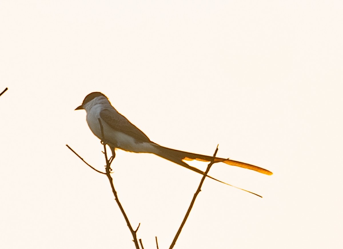 Fork-tailed Flycatcher - ML643815119