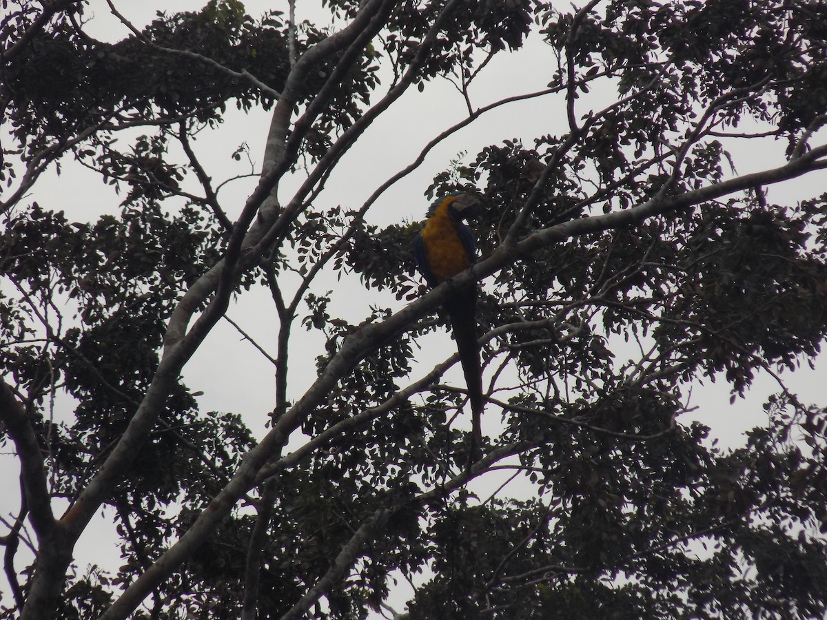 Blue-and-yellow Macaw - ML643815124