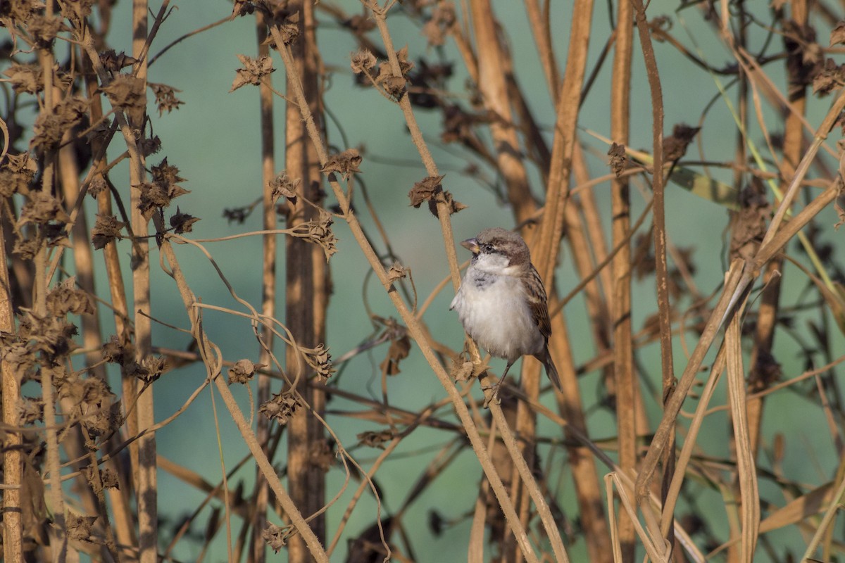 House Sparrow - ML643815126