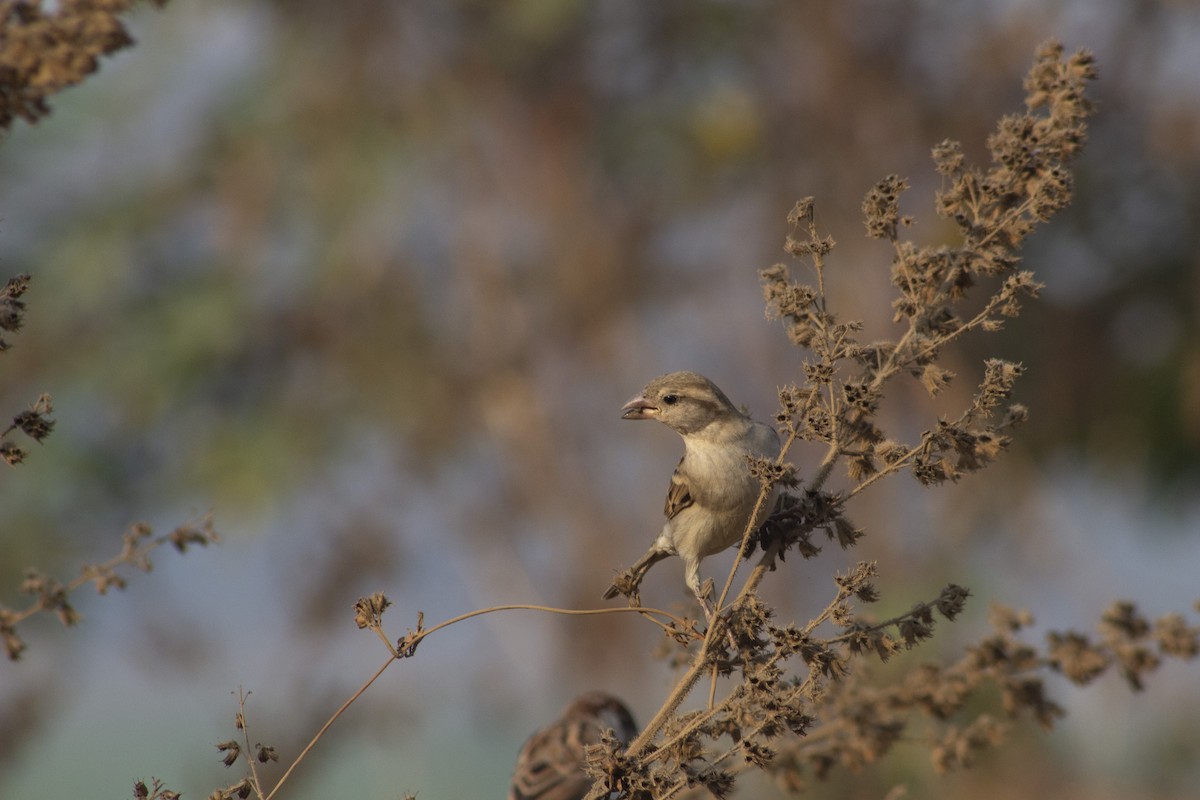 House Sparrow - ML643815127