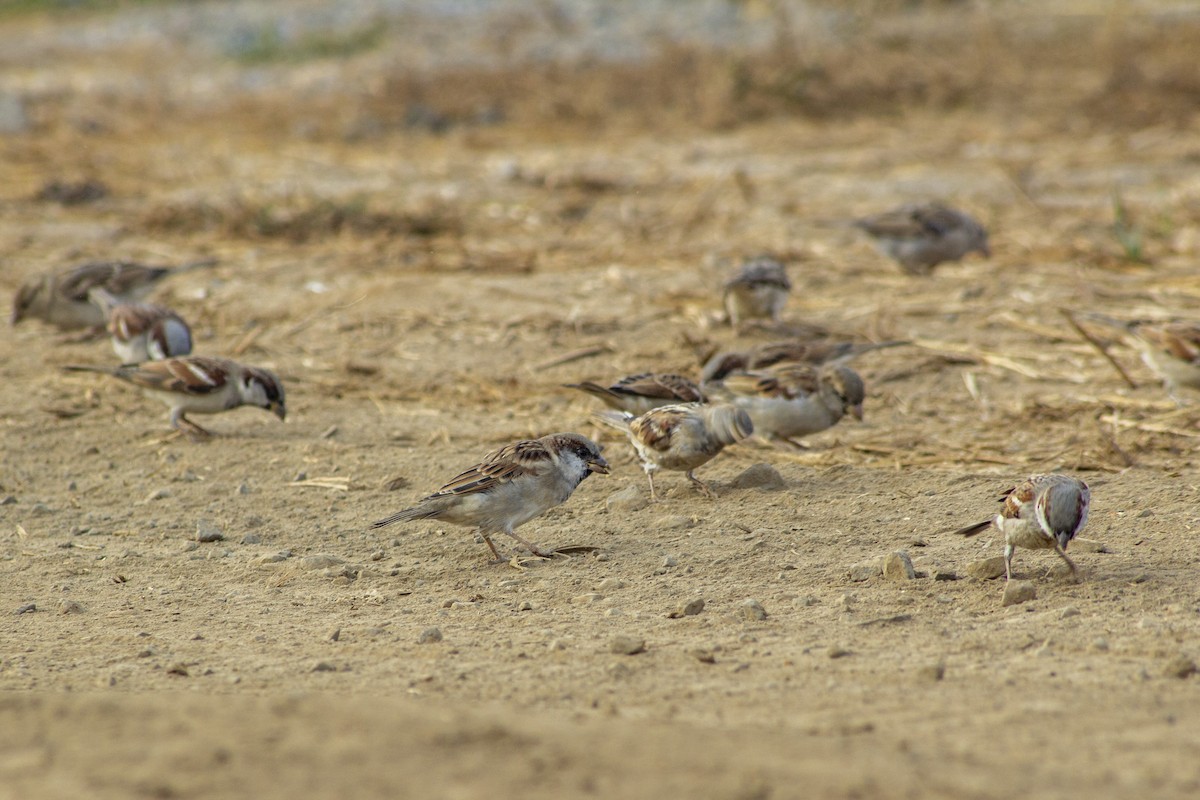 House Sparrow - ML643815128