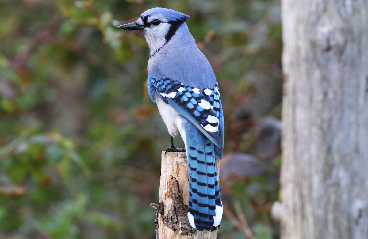 Geai bleu - ML643815137