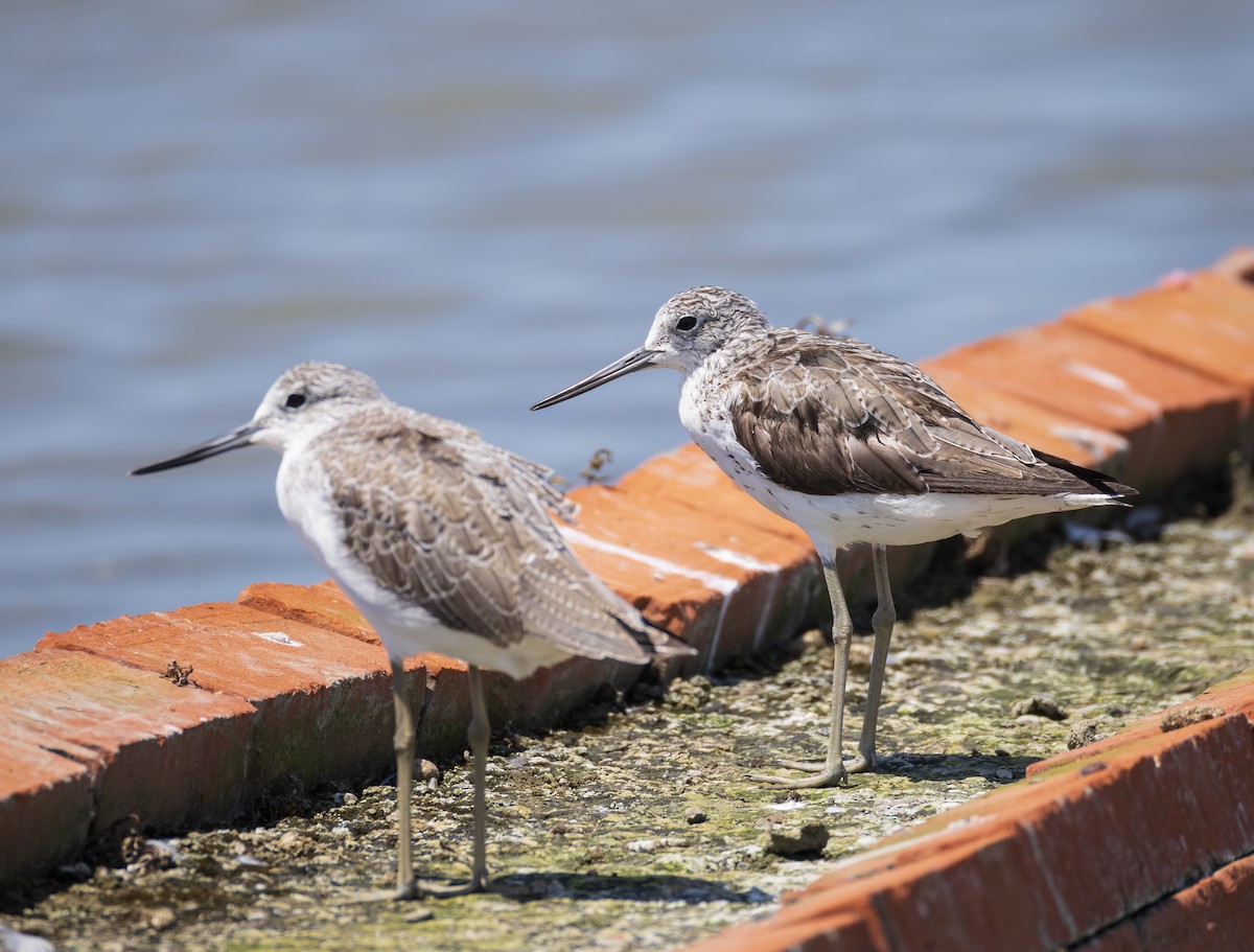 Common Greenshank - ML643815141