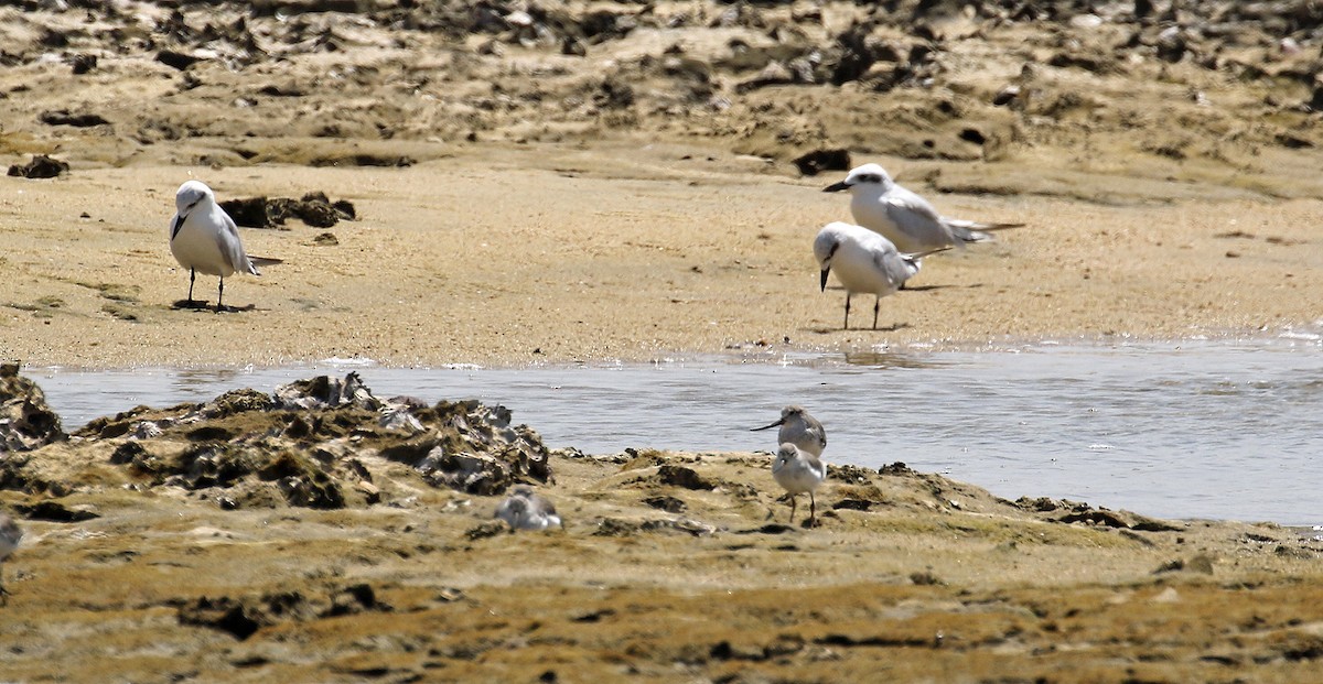 Terek Sandpiper - ML643815166