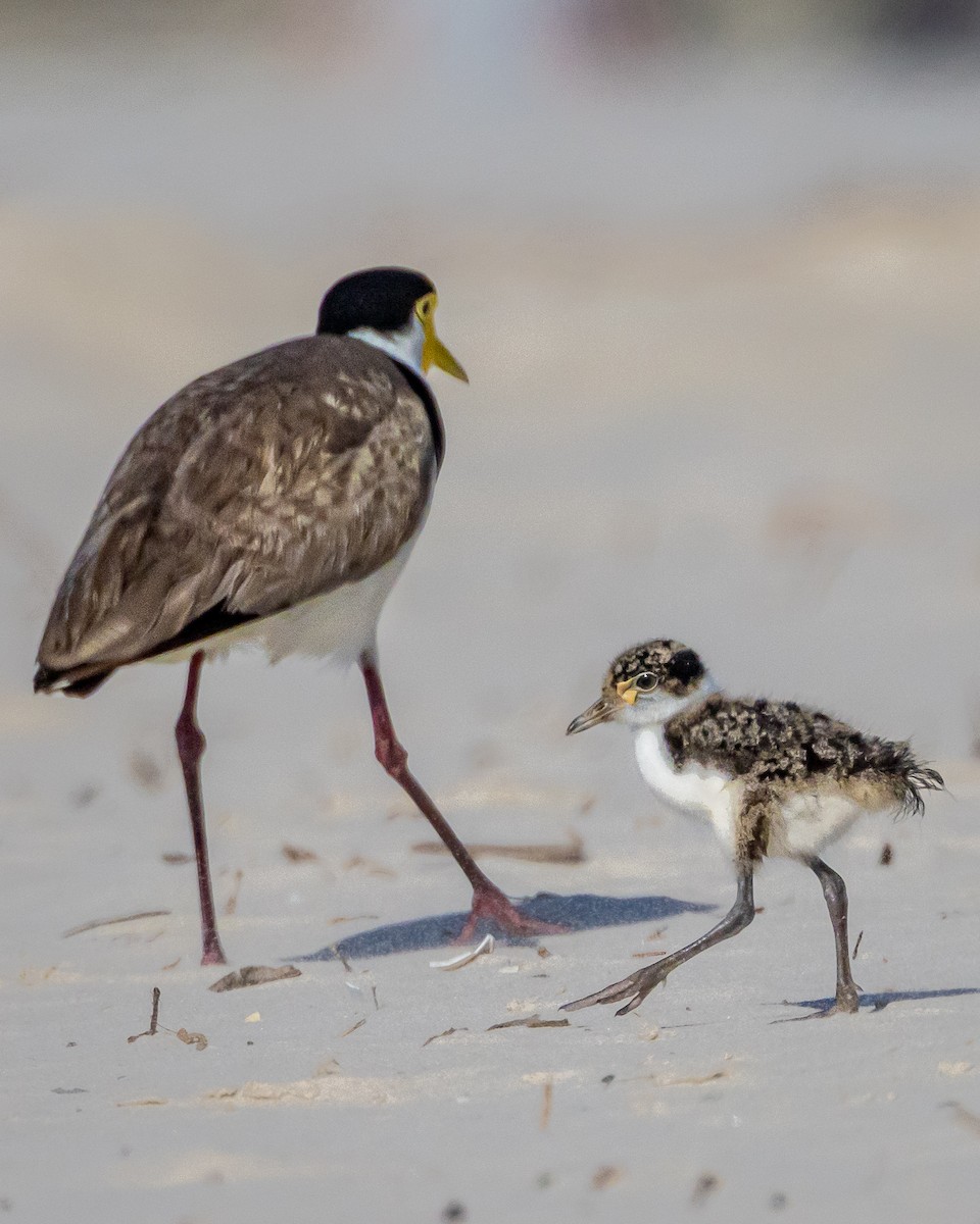 Masked Lapwing - ML643815174