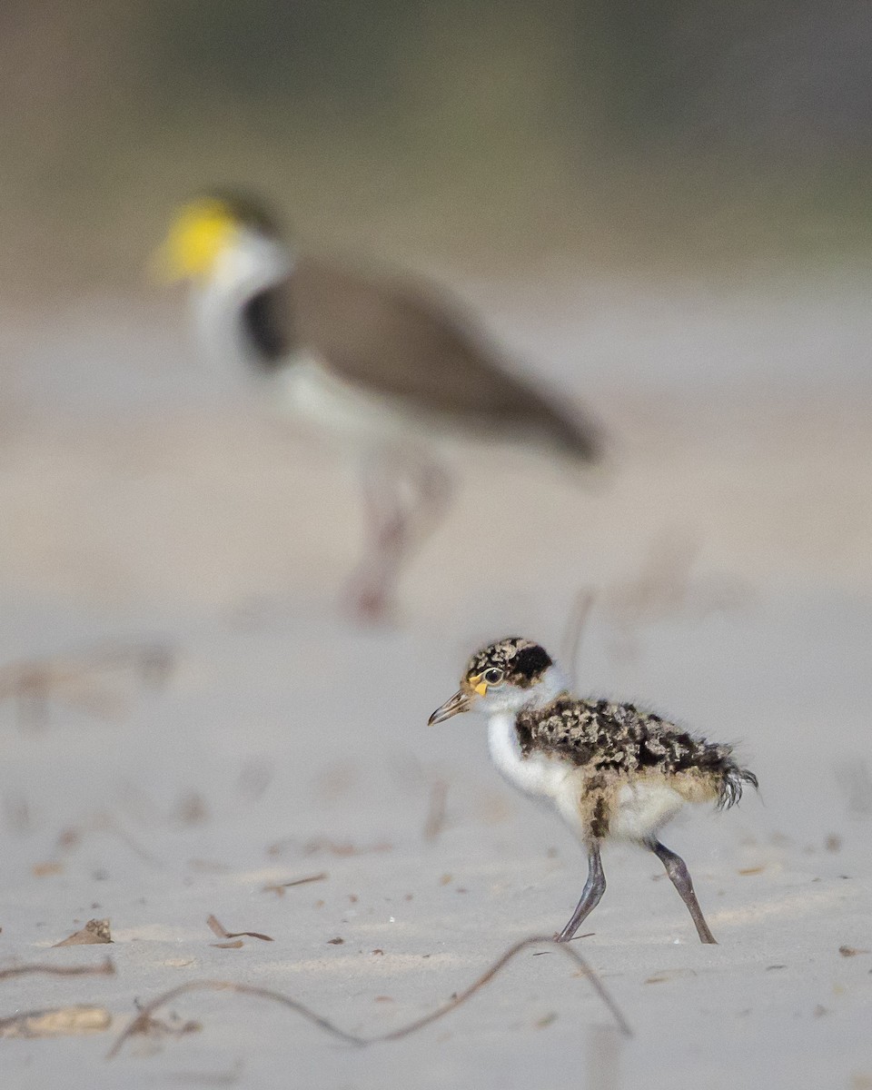 Masked Lapwing - ML643815175