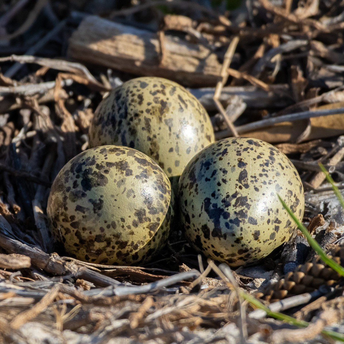 Masked Lapwing - ML643815176