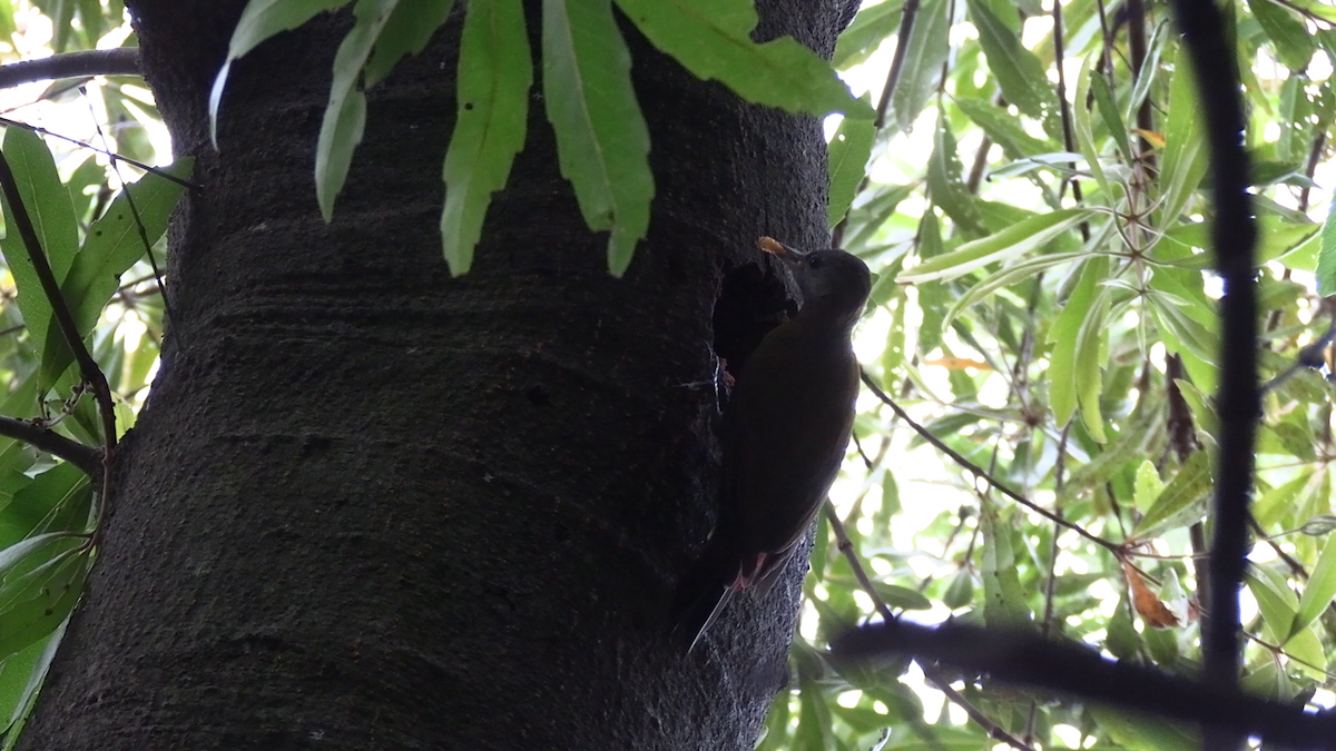 Olive Woodpecker - ML643815189