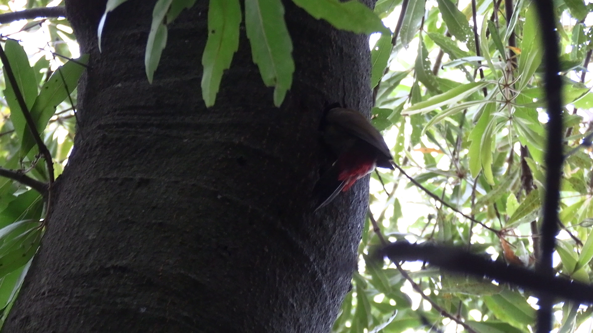 Olive Woodpecker - ML643815190