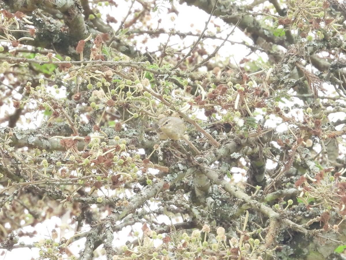 Garden Warbler - ML643815193