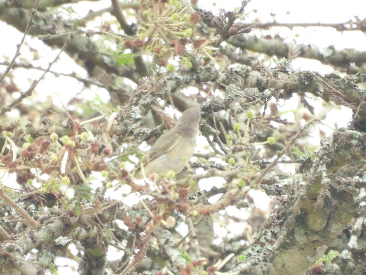 Garden Warbler - ML643815194