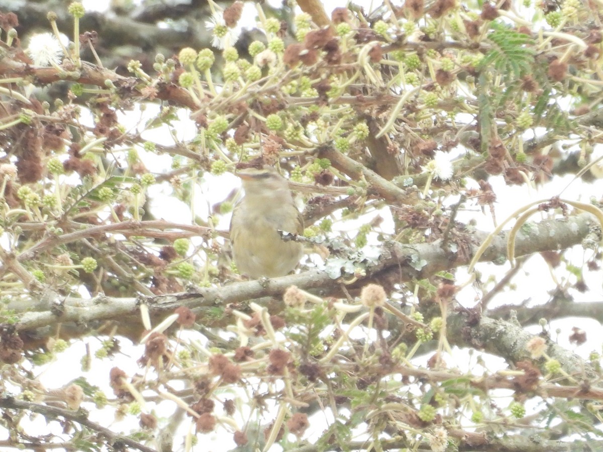 Garden Warbler - ML643815195