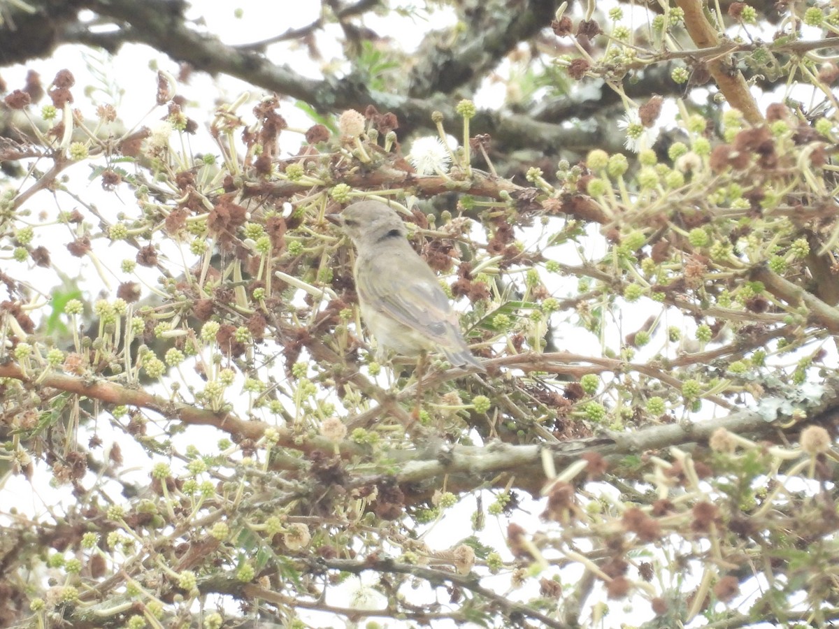 Garden Warbler - ML643815196