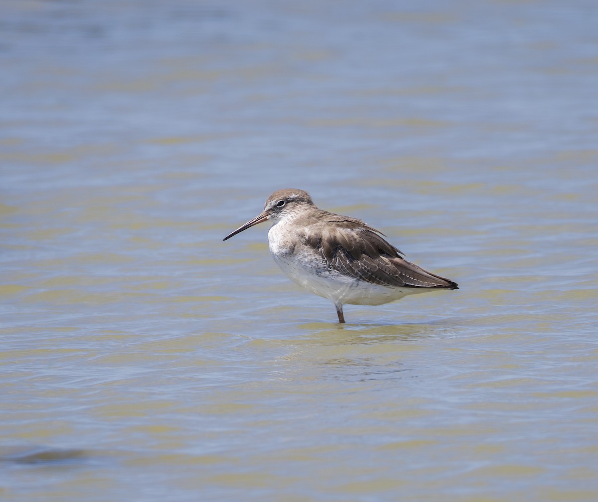 Common Redshank - ML643815197