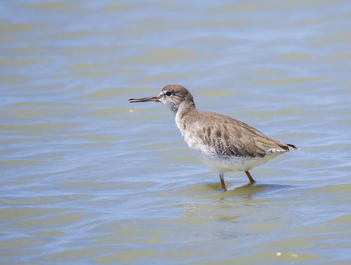Common Redshank - ML643815198