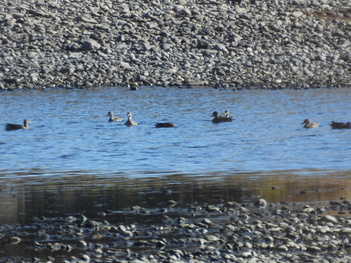duck sp. - ML643815201