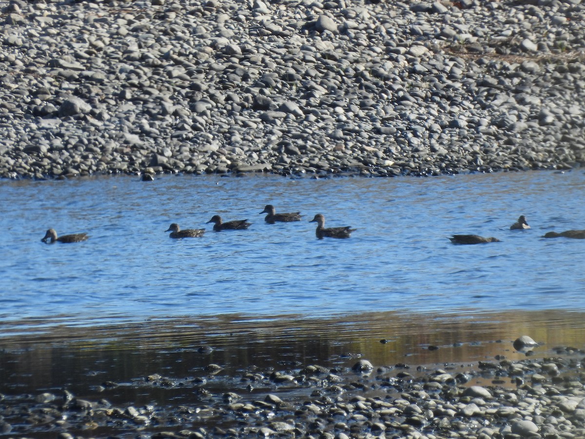 duck sp. - ML643815202