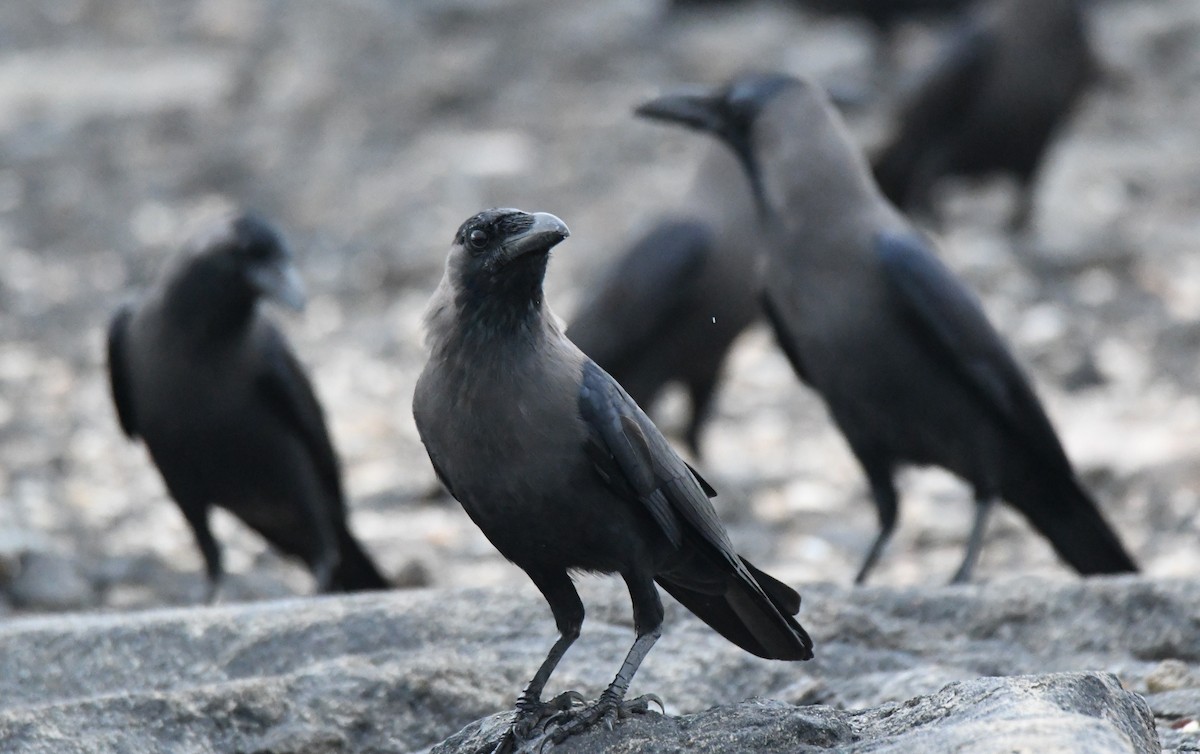 House Crow - ML643815218