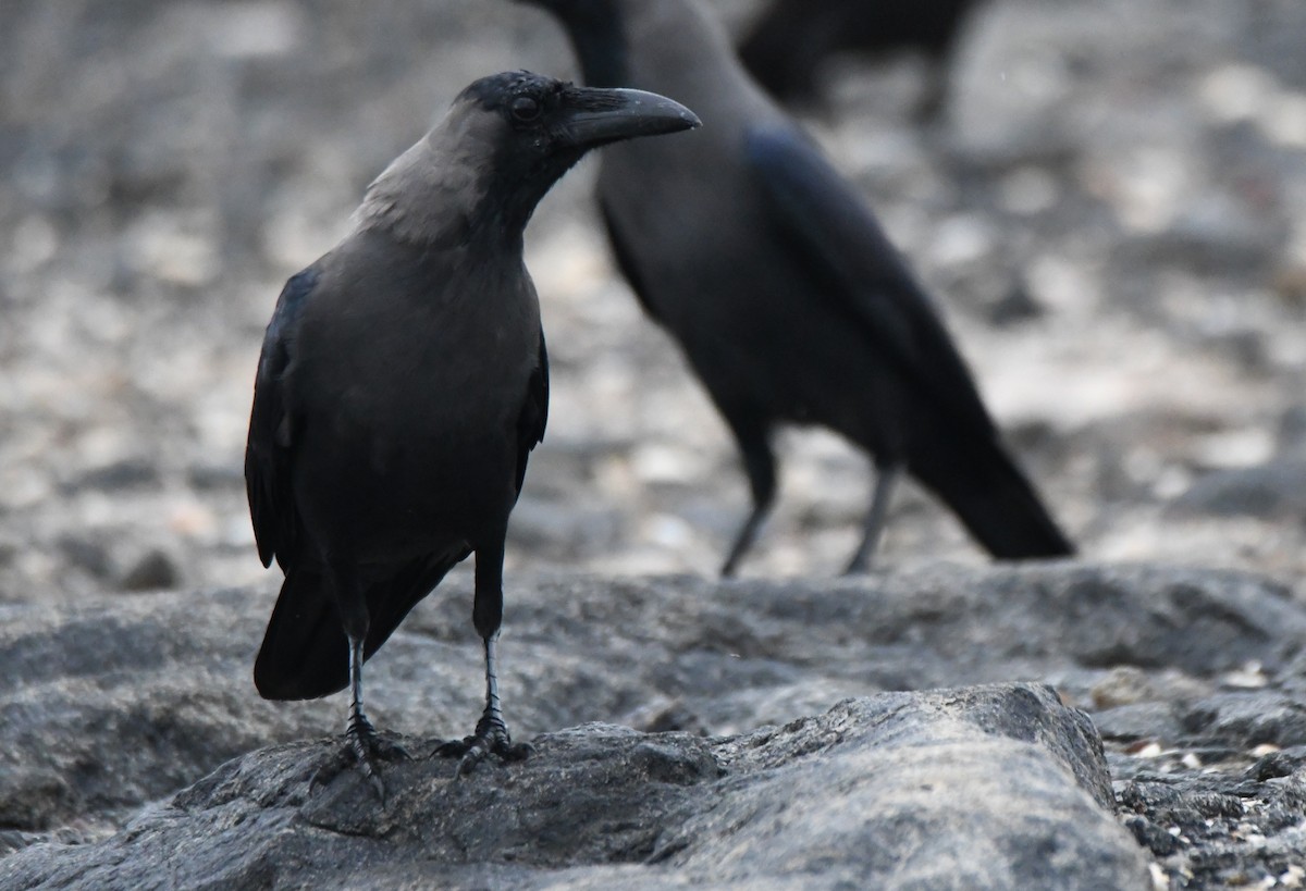 House Crow - ML643815221