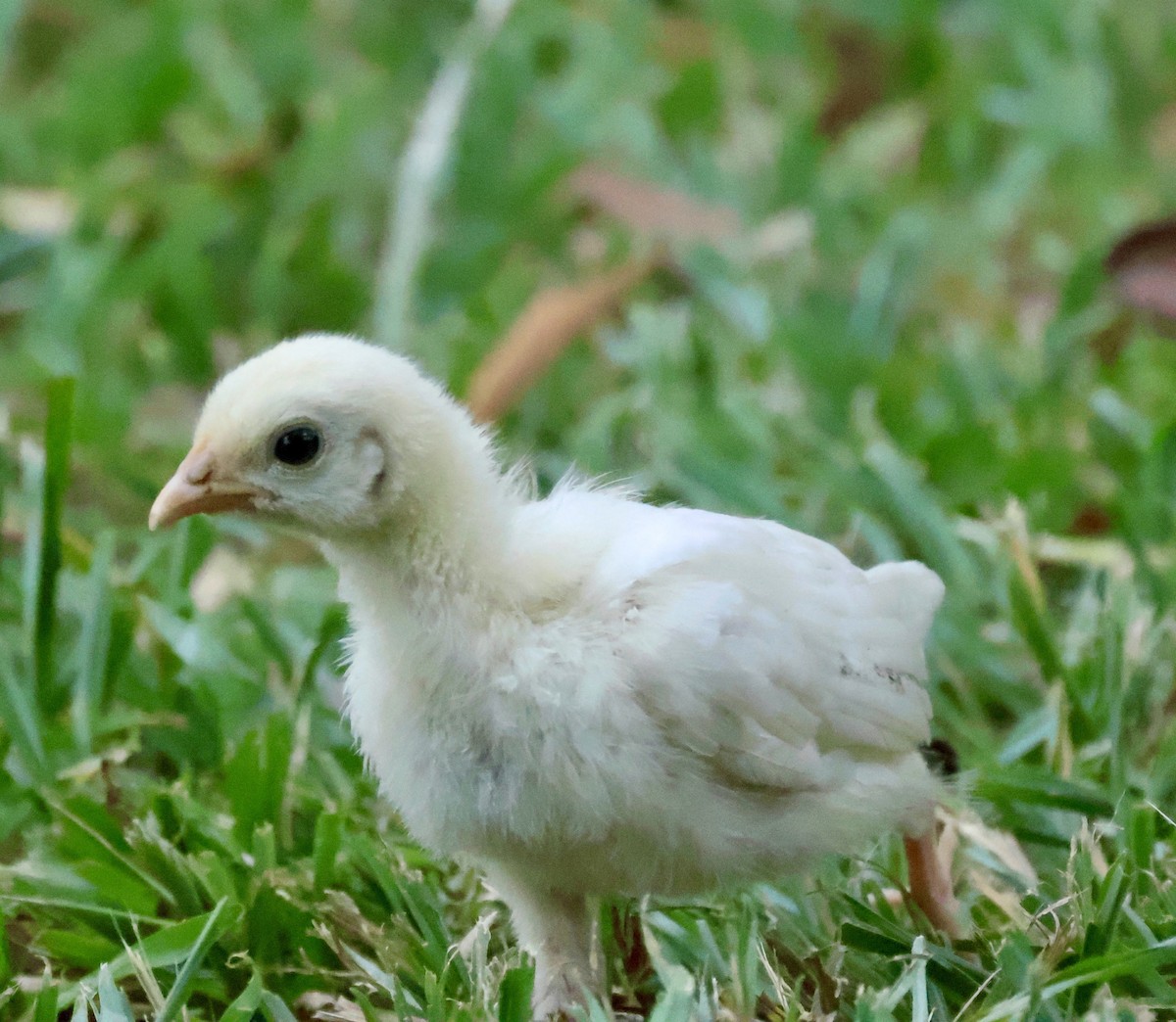 Coq bankiva - ML643815235