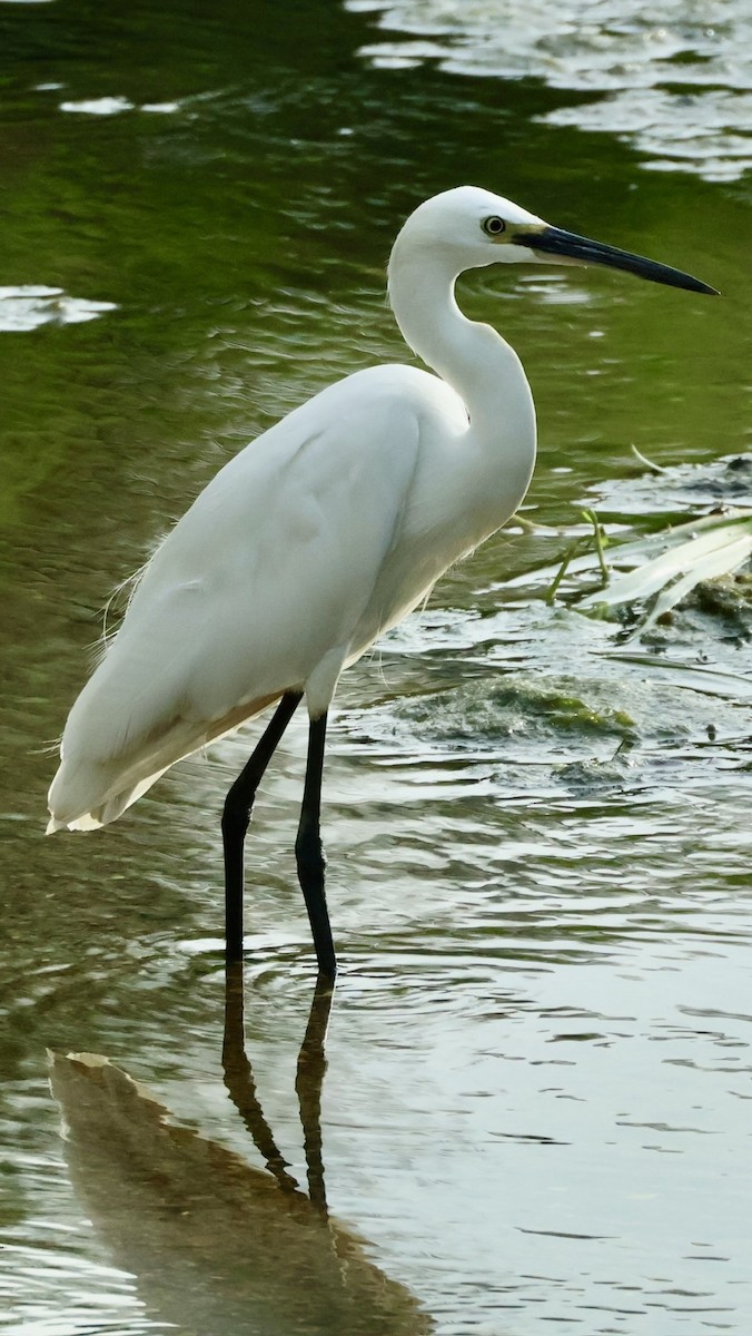 Aigrette garzette - ML643815250