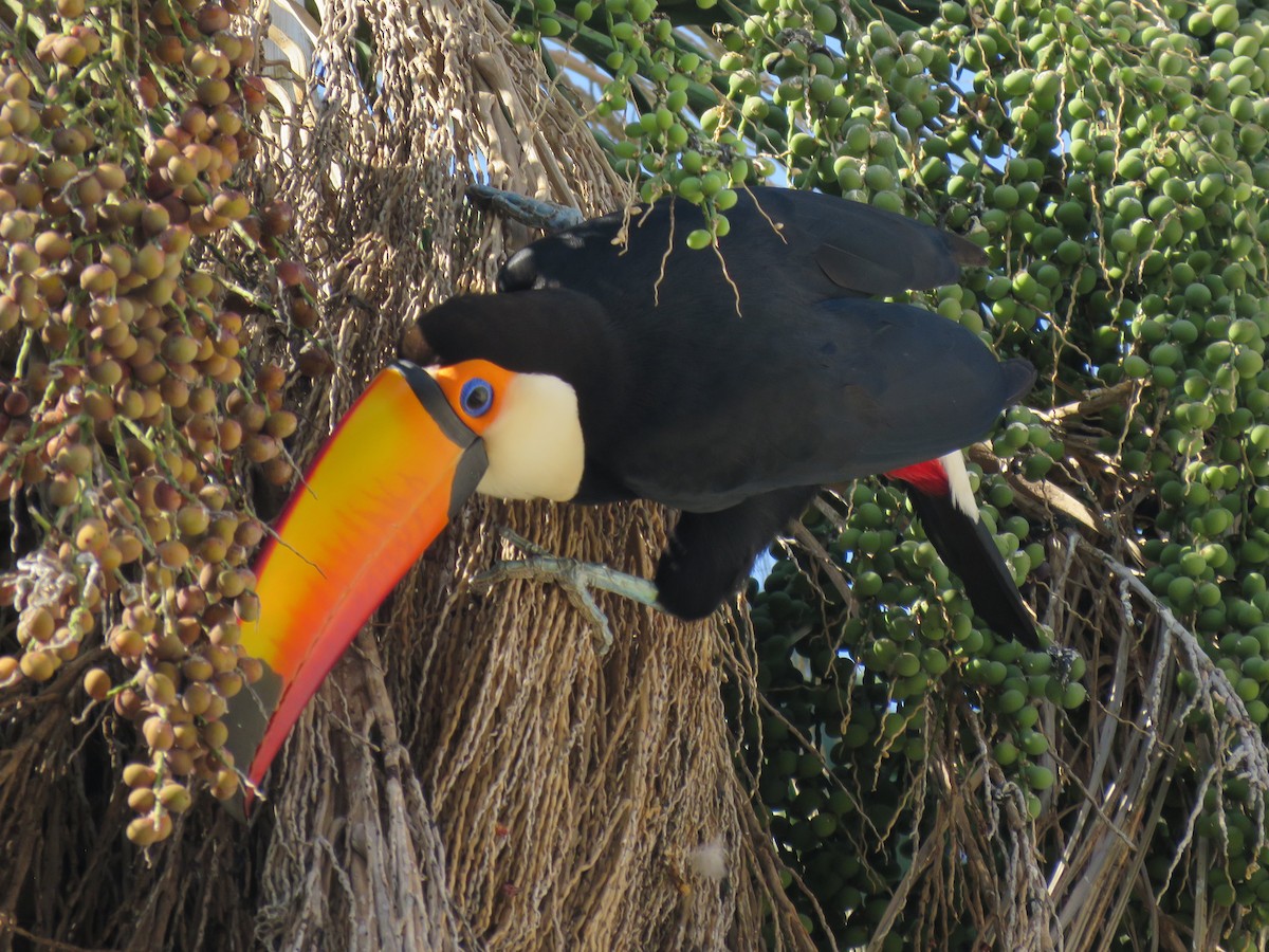 Toco Toucan - ML643815252