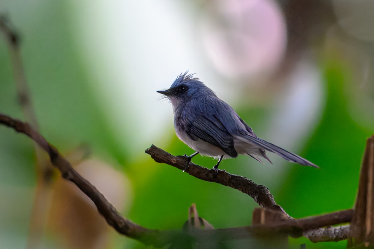 White-tailed Blue Flycatcher - ML643815258