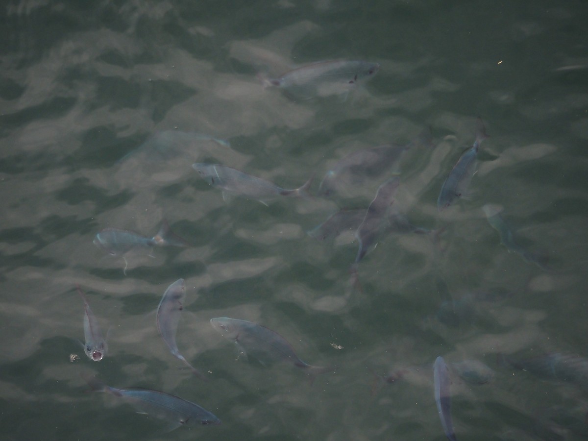 Saddled Seabream - ML643815260